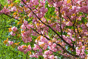 Pink  japanese cherry blossom