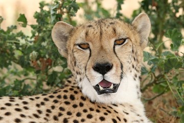 Cheetah Portrait