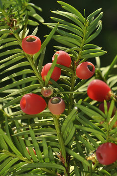 Taxus baccata / If &agrave; baies / Yew