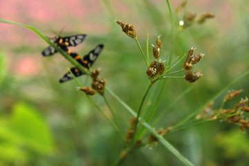 Grass leaf and insects breeding and catching each other.