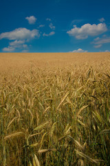 Wheat Field