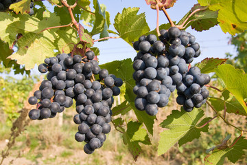 bunch of ripe grapes on grapevine right before harvest