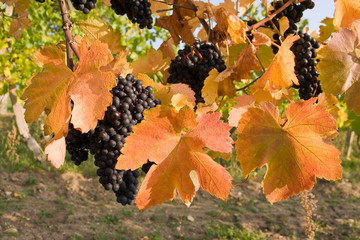 bunch of ripe grapes on grapevine right before harvest
