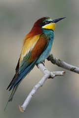 Bee-eater, Merops apiaster, Israel