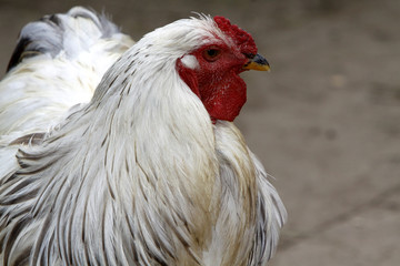 Huhn