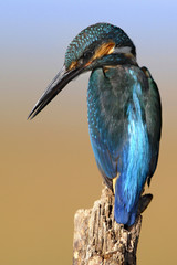 The Common Kingfisher (Alcedo atthis)
