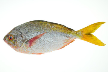Yellow Tail Fish Ready For cooking