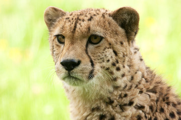 Obraz na płótnie Canvas Portrait of a young cheetah