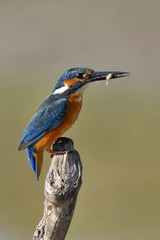 The Common Kingfisher (Alcedo atthis) with fish