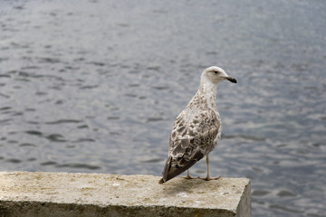 albatross chick