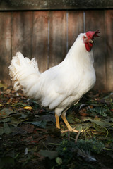 Rooster