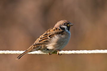 eurasian tree sparrow sitting on a line