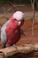 Rosakakadu