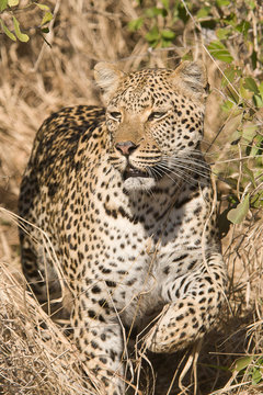 Leopard kommt aus dem Geb&uuml;sch