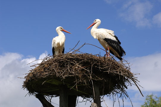 br&uuml;tende St&ouml;rche