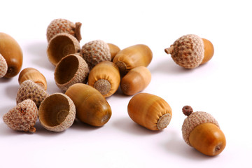 Acorns