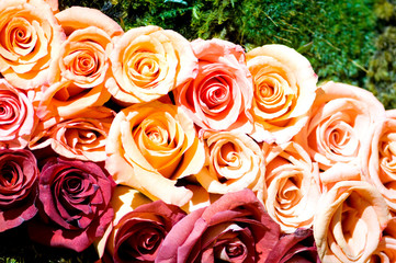 Close up of the many colorful roses
