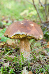 Cep mushroom