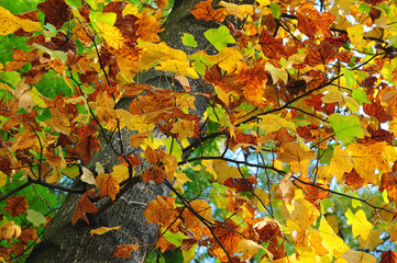 autunno