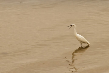 White Heron.