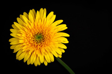Yellow chrysanthemum on black background.
