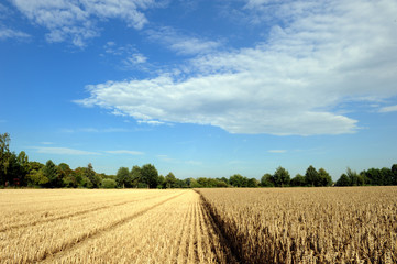 Stoppelfeld