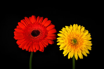 Red and yellow chrysanthemum on black background.