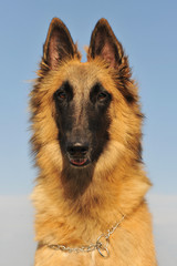 berger belge tervueren