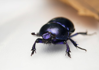 Żuk gnojowy, gnojarz leśny, gnojak, Geotrupes, stercorarius © Gucio_55