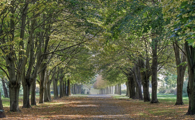 Allee im Herbst (HDR)