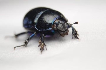 Żuk gnojowy, gnojarz leśny, gnojak, Geotrupes, stercorarius