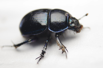 Żuk gnojowy, gnojarz leśny, gnojak, Geotrupes, stercorarius