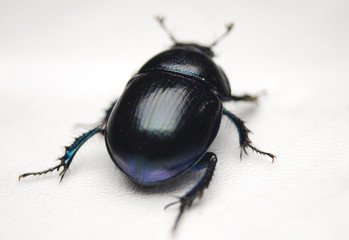 Żuk gnojowy, gnojarz leśny, gnojak, Geotrupes, stercorarius © Gucio_55