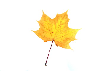 Jesienny liść klonu - obrazy, fototapety, plakaty