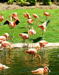 Pink lamingoes on the bright summer day