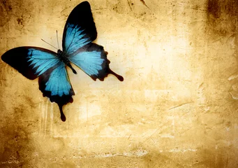 Keuken foto achterwand Grunge vlinders Vlinder op perkament