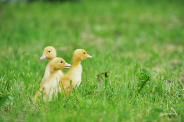 three fluffy chicks