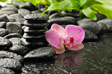 basalt stones and pink single orchid after rain