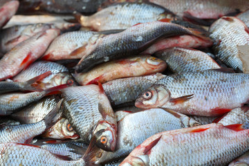 Much fresh river fish. A background.