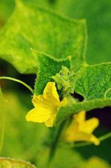 Yellow cucumber flower in a greenhouse
