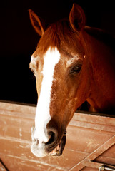 Obraz premium horse 1