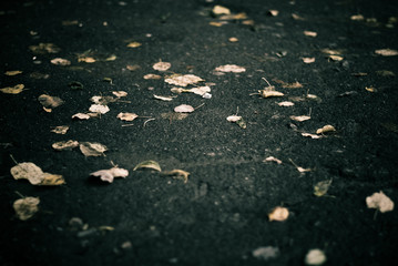 fall alley background