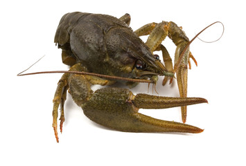 River crayfish