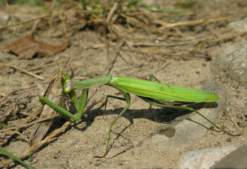 Praying mantis