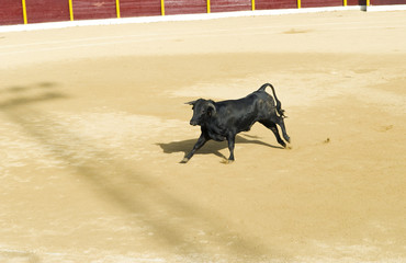A charging black Bull in a Bullring in Spain.