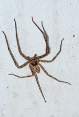 Araignée babouk se baladant sur mur
