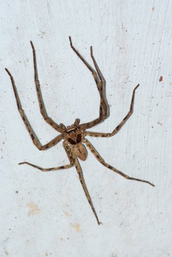 Araign&eacute;e babouk se baladant sur mur