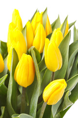 Naklejka premium beautiful yellow tulips