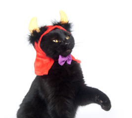 Black cat with devil horns