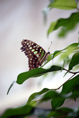 schmetterling